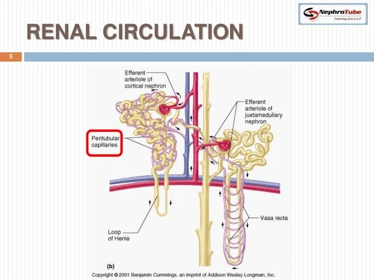 Renal Physiology (II) Glomerular Structure & Filtration