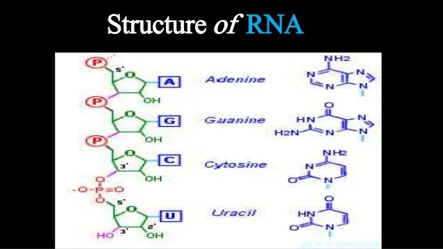 😊 Components of rna. DNA vs RNA. 20190225