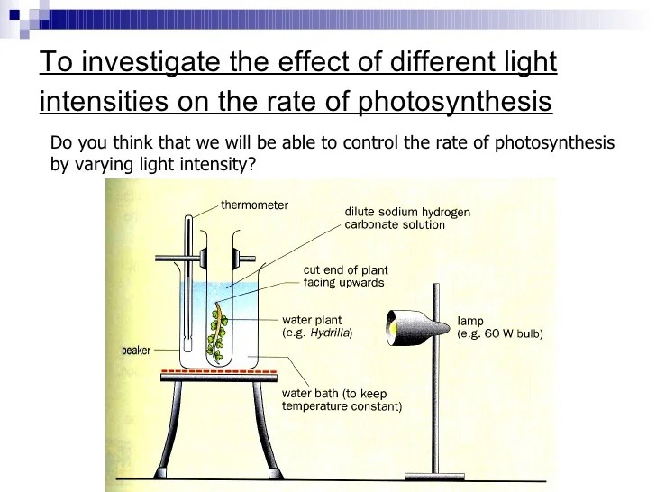 Chapter 7 Nutrition in Plants Lesson 3 Experiments testing for phot…