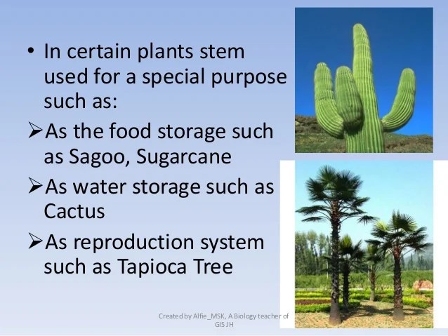 It gives water and hold the plant. 8 6. Structure and function of plant organs