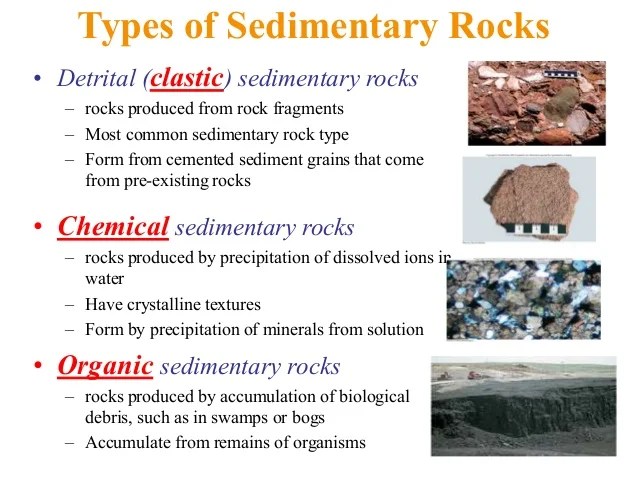 Fossils to sedimentary rock