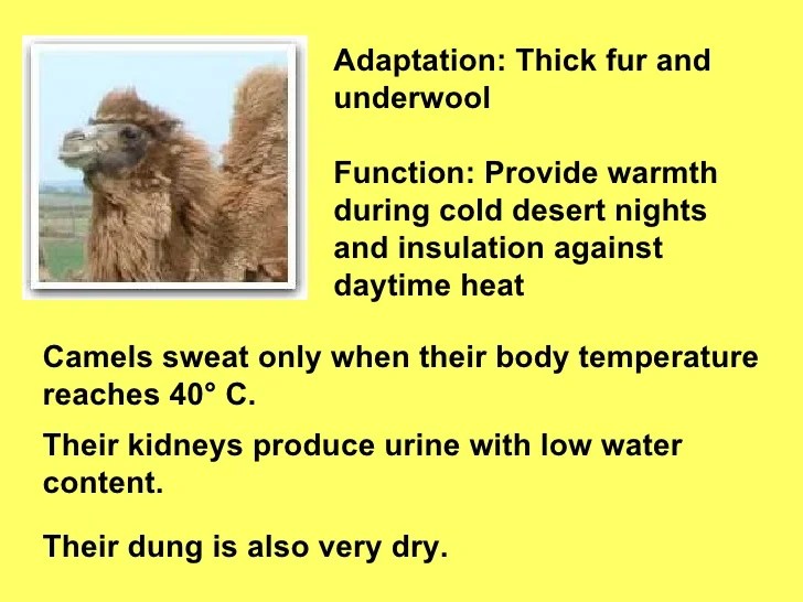 Adaptations
