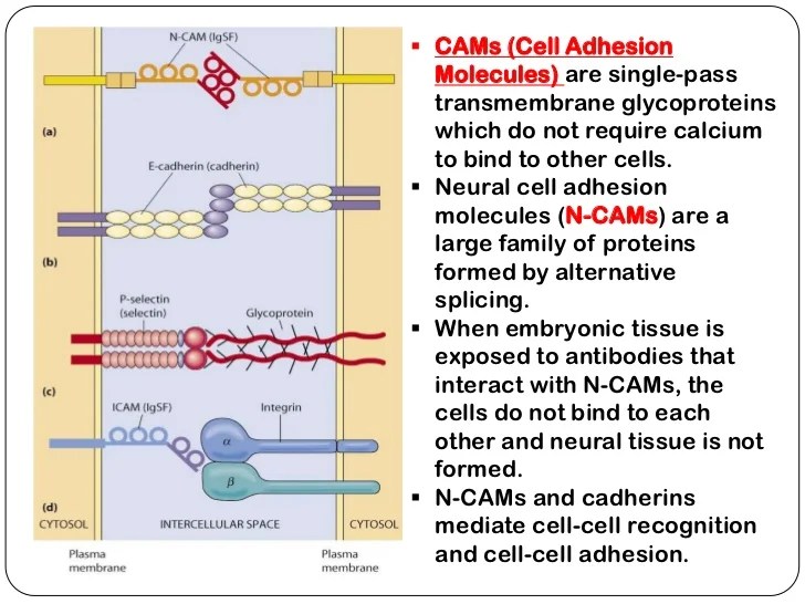 Adhesion molecules