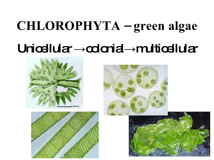 Algae notes