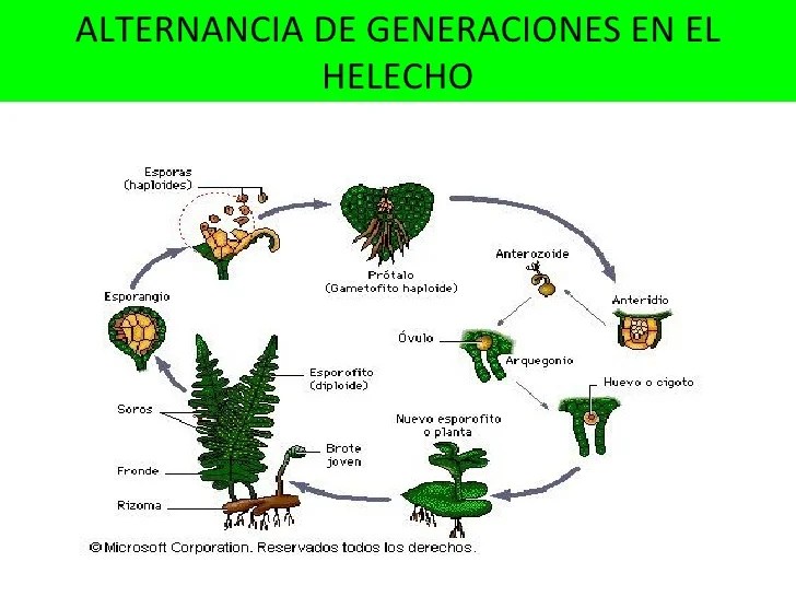 Resultado de imagen de alternancia de generaciones en plantas