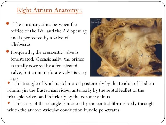 Anatomy of cardiac structures & conducting system in