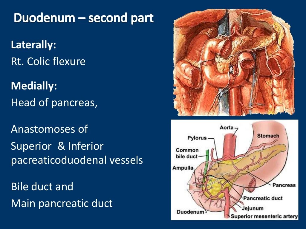 Anatomy of duodenum, duodenum structure, PPT of duodenum, power point…