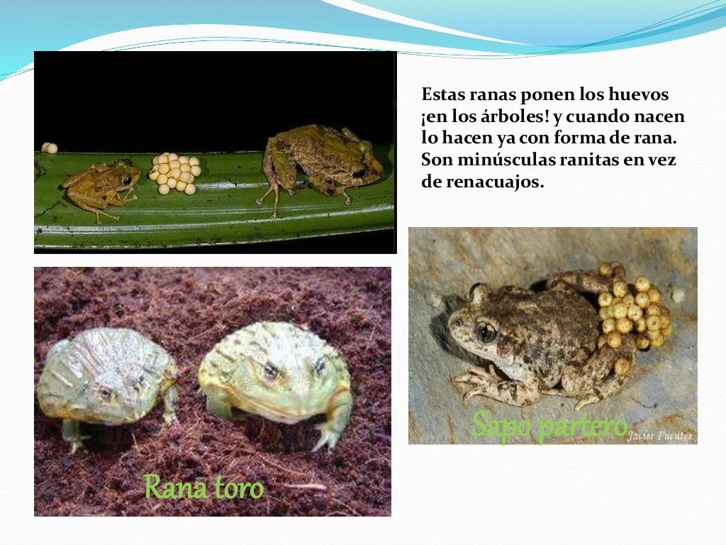 Reproduccion en Anfibios