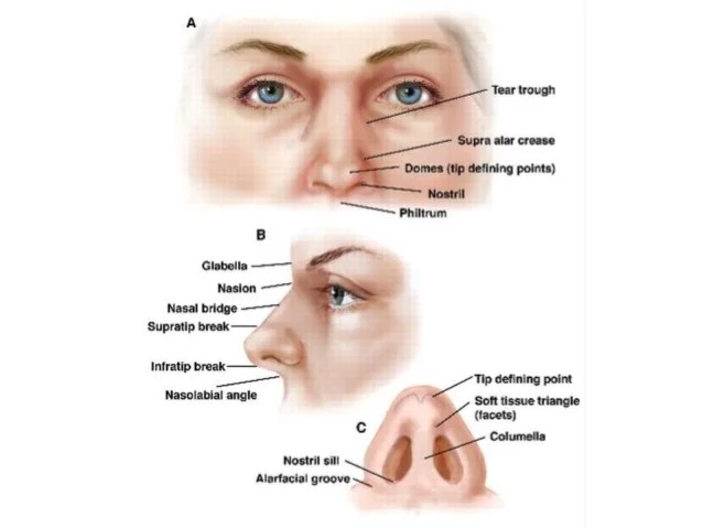 A & P of nose