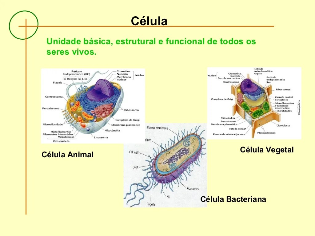 AtÃ³mo e cÃ©lula