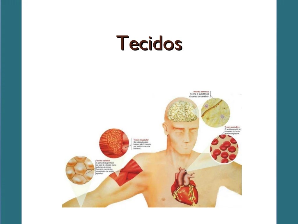 Organização dos organismos Tecidos, órgãos e sistemas