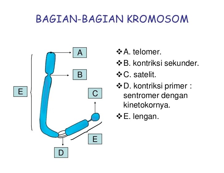substansi ismail