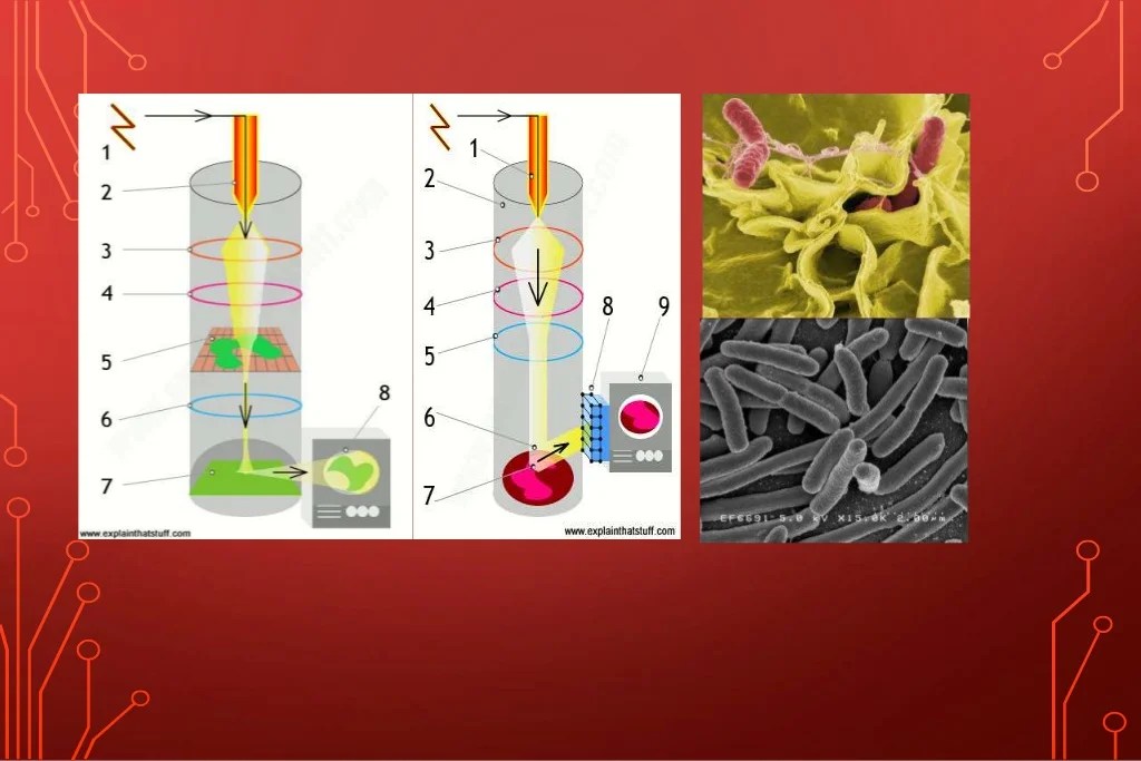Light microscope vs. Electron microscope