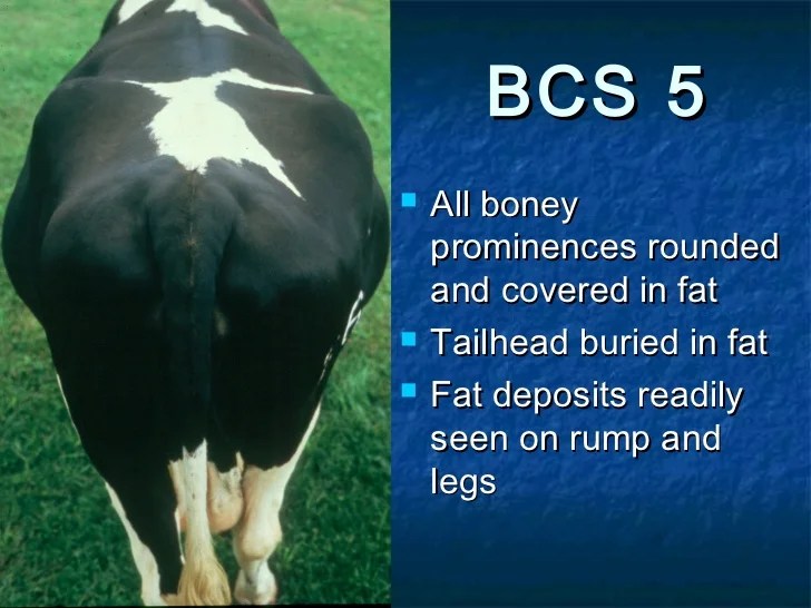 Body Condition Score Dairy Cattle Ppt