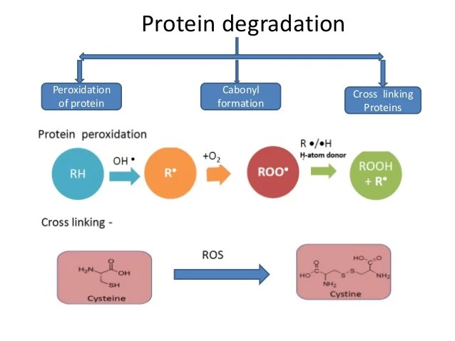 Presentation on Free Radicals Theory of Aging ppt