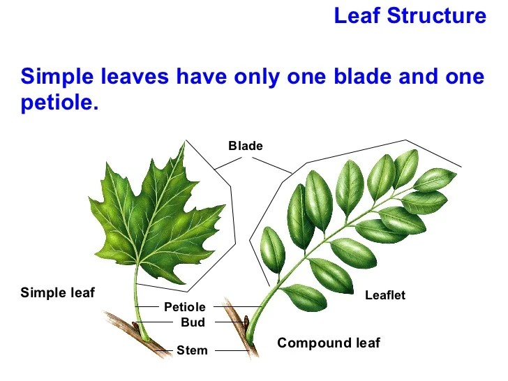 Chapter 23 Lecture Roots, Stems, Leaves