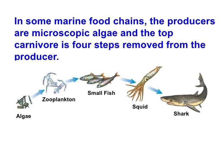 Chapter 3 & 5 Lecture Ecology & Population Growth