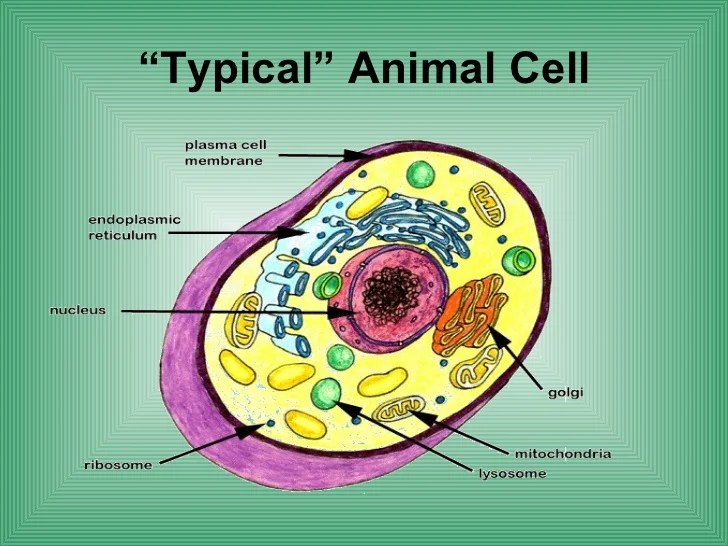 Biologycorner.com animal cell coloring key / animal cells coloring worksheets teaching resources tpt : Biology Cell Structure Function