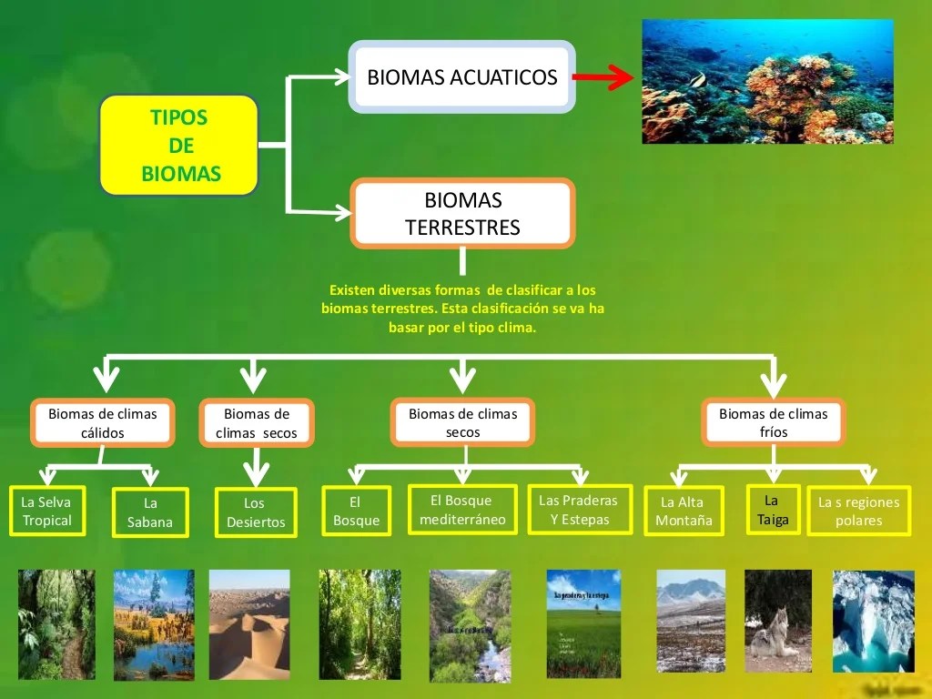 25+ Clasificacion De Los Biomas PNG Dato Mapa
