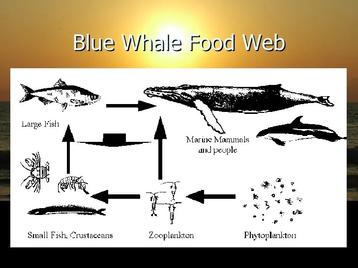 Fin Whale Food Chain