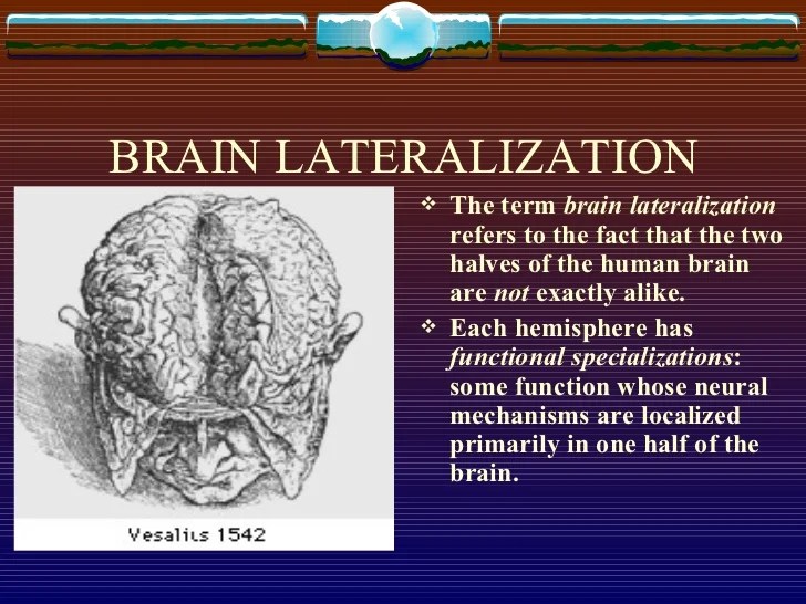 Brain and Its Functions Part 3