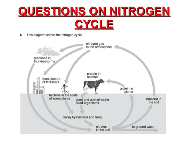C3 NITROGEN CYCLE REVISION QUESTIONS