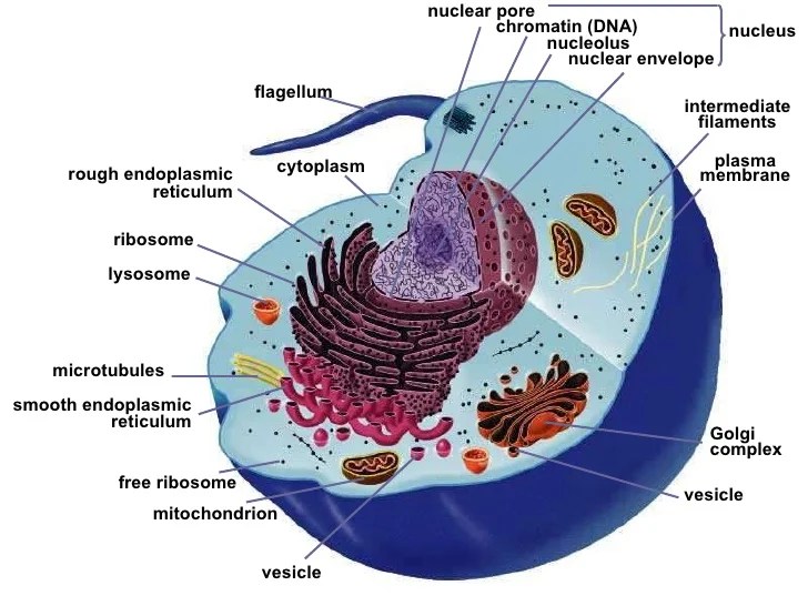 Vesicle In Animal Cell