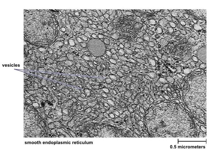 Cell structurefunction