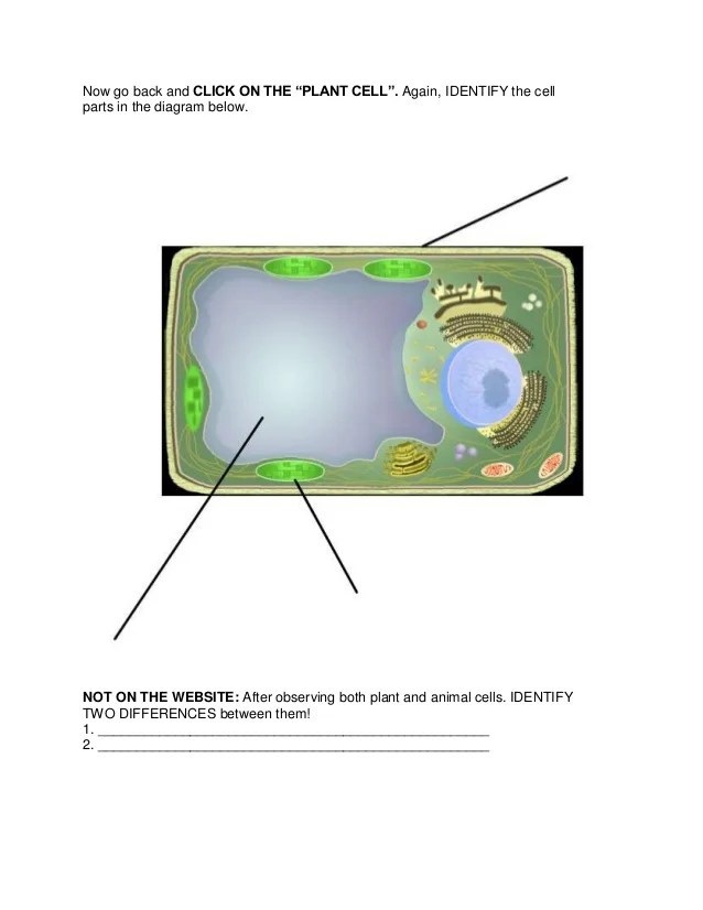 Cell Webquest Modified