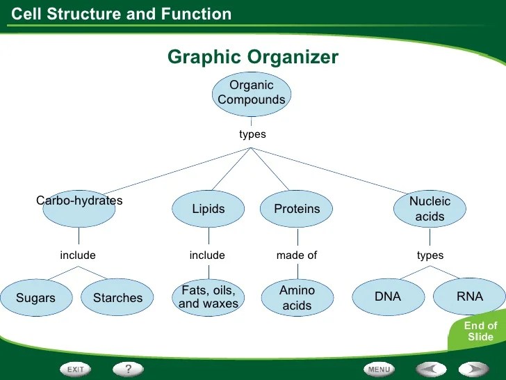 Cell Structure And Function