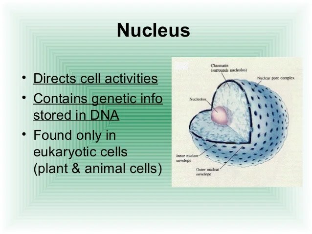 Cell structure function 2.2(k)
