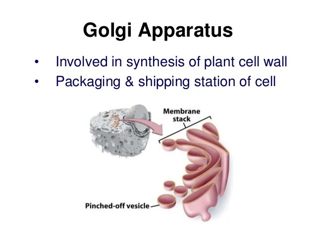 Golgi apparatus function in animal and plant cell. Cell theory and structure ppt