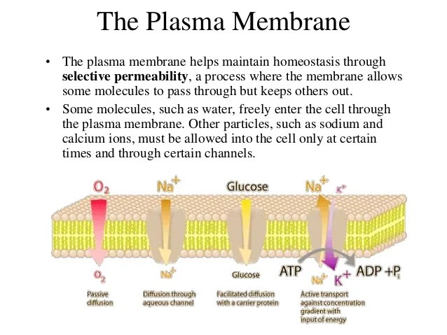 Cellular structure and function