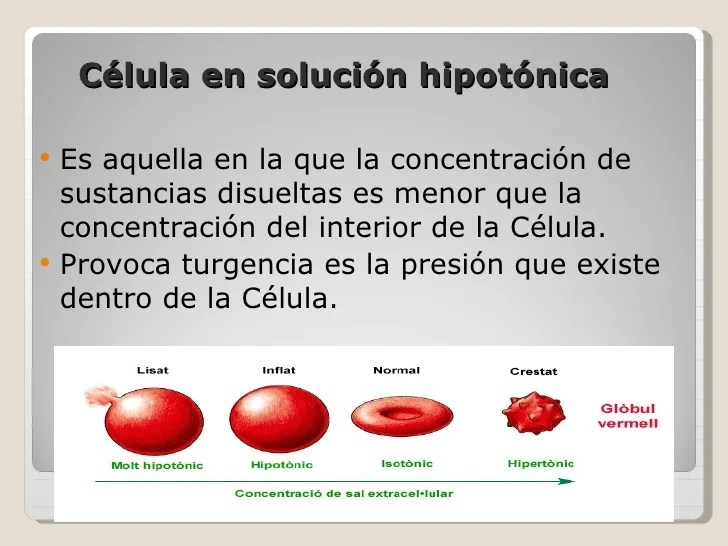 Celula