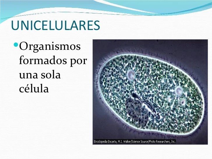 Celula
