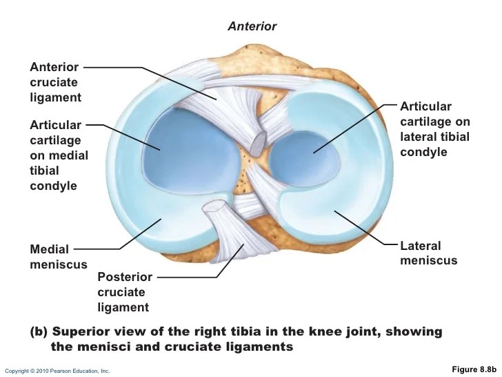 Introduction to patella bone anatomy: The knee joins the thigh bone (femur) to the shin bone (tibia). Ch 08 lecture_outline_b