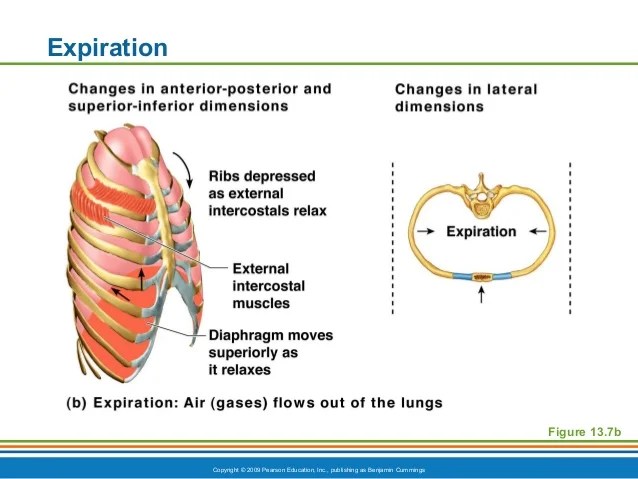 Ch13ppt respiratory system standard