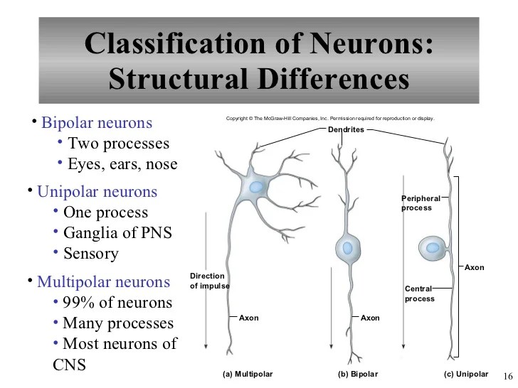 Chapter 10 Nervous System I Basic Structure and Function