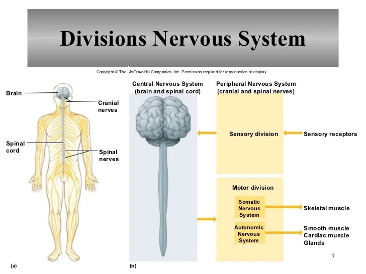 Chapter 10 Nervous System I Basic Structure and Function
