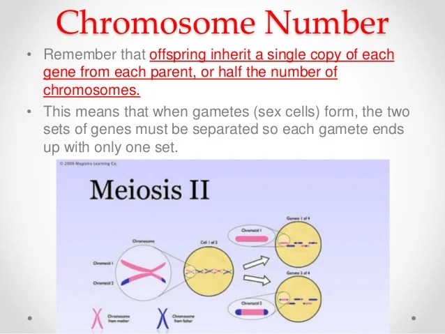 Section 114 Meiosis Answer Sheet Parkridge Private School Course Hero