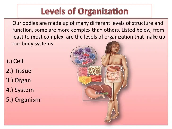 Chapter 4 lecture notes