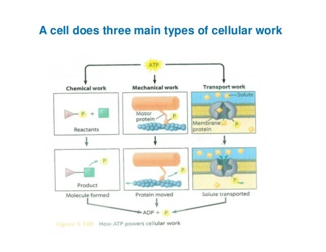 Chapter 5 the working cells mode]