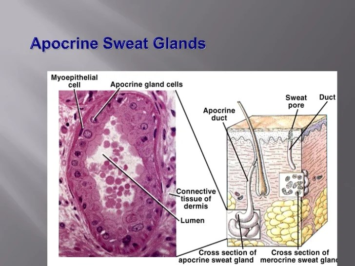 Chapter5 integumentarymarieb