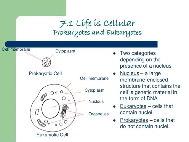 7.1 Life Is Cellular : 7 1 By Devin Haines / 7.1 life is cellular