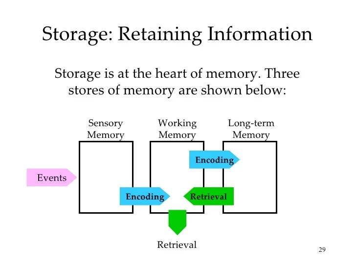 Chapter 9 ap psych Memory