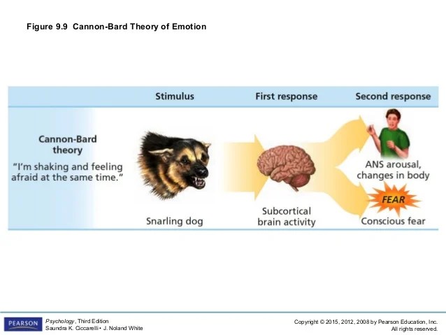 💄 Cannon bard theory of emotion psychology. How the Cannon. 20190302