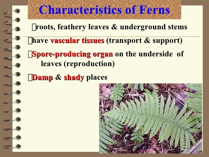 Classification Of Plants