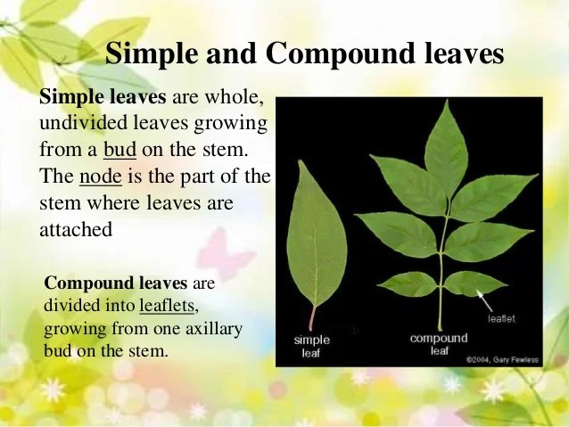 brief classification of leaves