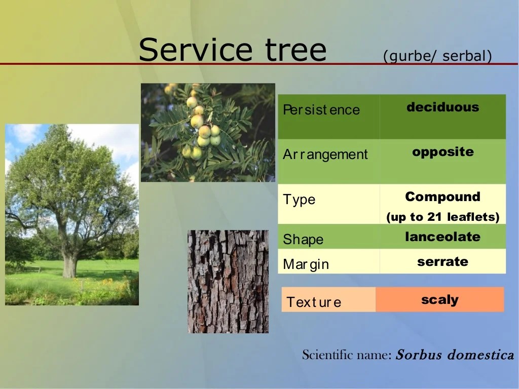 Classification of trees