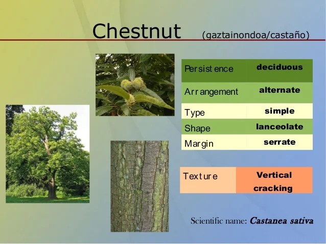 Classification of trees